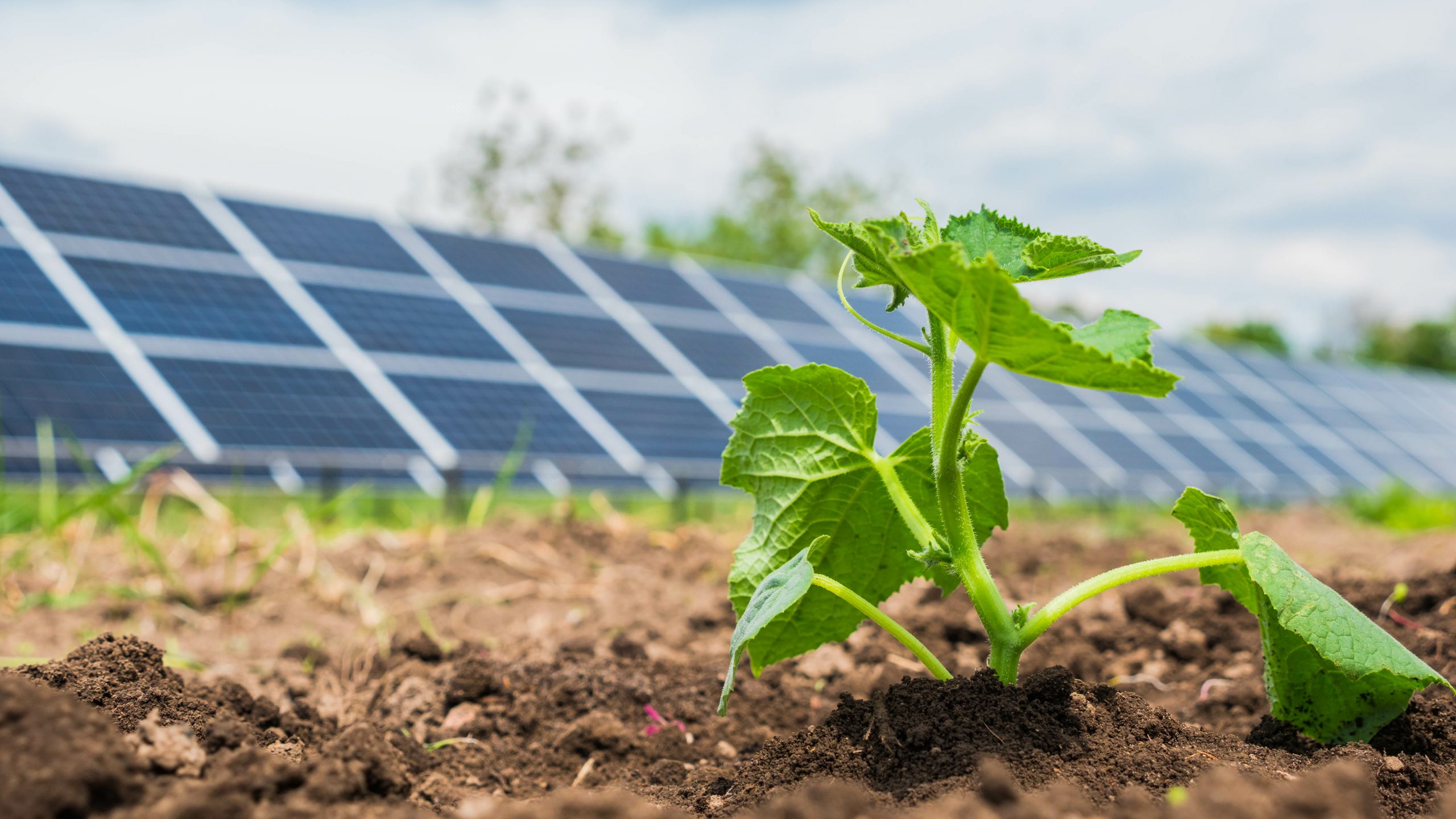 Ohio solar farm — Atlanta Farms Solar Pickaway County clean energy
